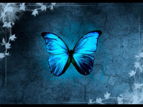 Blue Butterfly HD Wallpaper (70+ images)