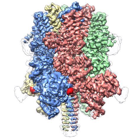 Cryo-EM reveals “crown-like” structure of protein responsible for regulating blood flow