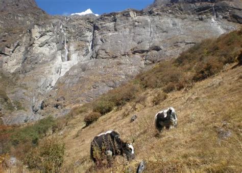 Langtang National Park Trekking - Tips | Itinerary | Checklist ...