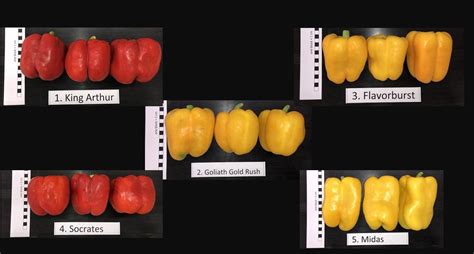 Have You Selected Your Sweet Pepper Varieties Yet? | Purdue University ...