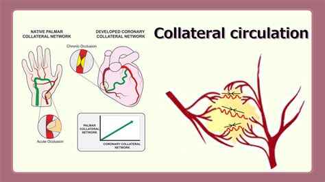 collateral circulation - YouTube