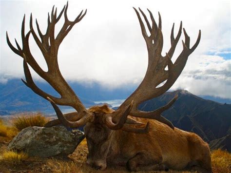 New Zealand – Land of the giant red deer