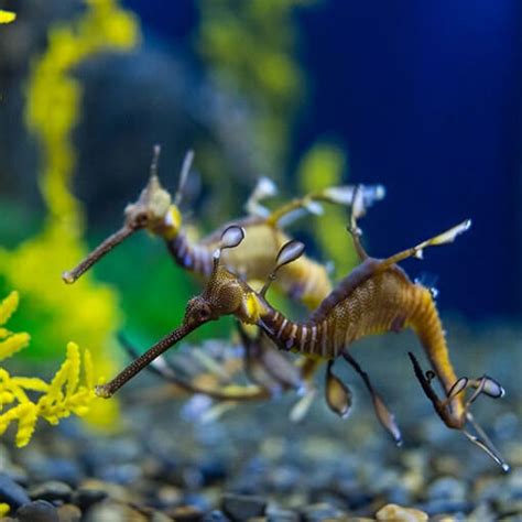 Dollzis: Leafy Sea Dragon Aquarium