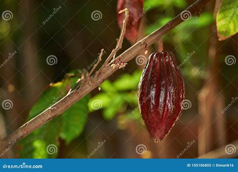 One cacao pod stock image. Image of gourmet, plant, chocolate - 105106805