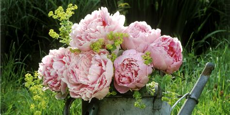 12 Facts About Peonies - History Of The Peony Flower
