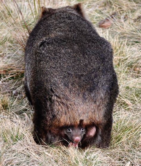 Peek a Boo...Wombats have a backwards pouch otherwise, it would fill up with dirt, when they dig ...