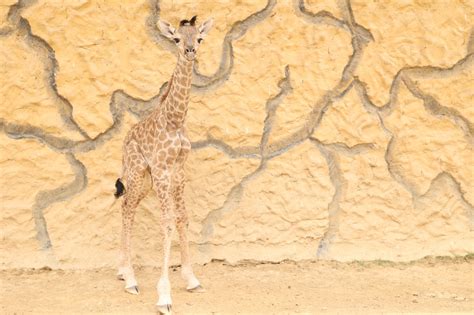 7 Interesting Facts about a Baby Giraffe - Bahria Town Karachi