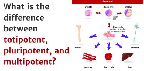 What is the difference between totipotent, pluripotent, and multipotent?