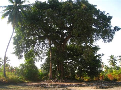 The Kaashidhoo Journal: The biggest Buddhist temple found in the Maldives