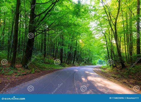 Empty road in the forest stock photo. Image of transportation - 116822696