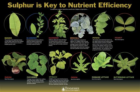 Sulfur Deficiency Symptoms in Food Crops - The Sulphur Institute