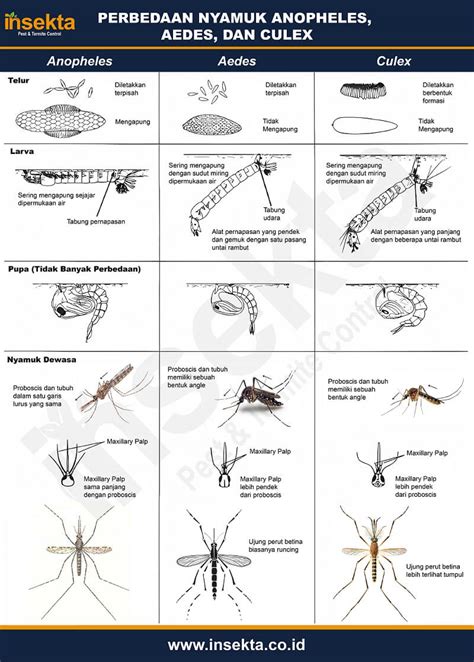 Perbedaan Nyamuk Anopheles, Aedes, Dan Culex