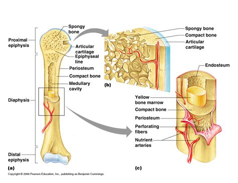 Anatomy Physiology Coloring Workbook Chapter 6 - Infoupdate.org