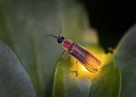 Lightning Bug | © Jim Gilbert 2010 all rights reserved Decid… | Flickr