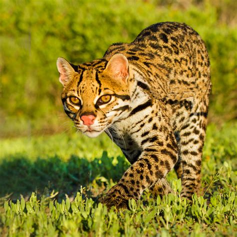 Ocelots Using Wildlife Crossing|May 2020| TPW magazine