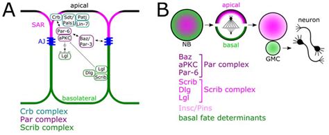 csokor Kirándulás képvisel apical basal polarity határidő park Túlzott