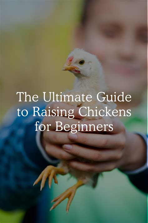 The Ultimate Guide to Raising Chickens for Beginners - The Homesteading Way