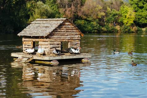 Raising Ducks: What You Need to Know - Rural Living Today