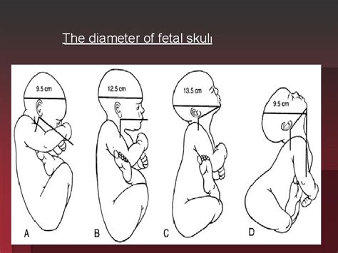 The female pelvis and fetal skull 2018 2019