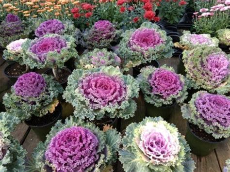 Ornamental Kale Seeds Brassica Oleracea Cabbage Cold Hardy | Etsy