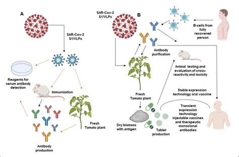 Applications of plant-based biotechnology toward the development of... | Download Scientific Diagram