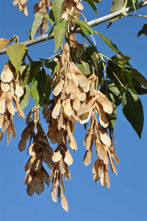 Box elder seeds on a tree stock image. Image of maple - 34139273