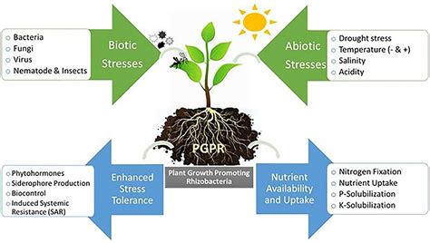 🌱 Plant Growth Promoting Rhizobacteria 🌱