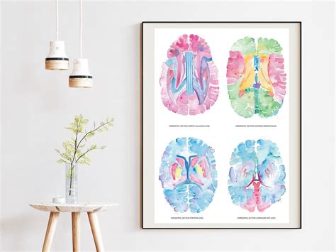 Brain Anatomy Art Neuroscience Art Neurology Art Neurology - Etsy