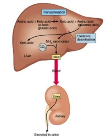 Protein Catabolism - Biology