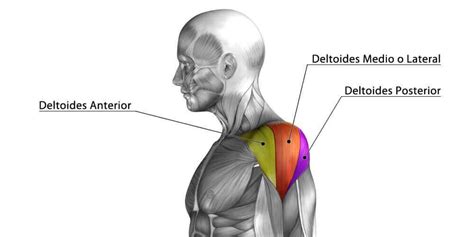 Deltoid Muscle: Anatomy, Exercises and Stretches - Fit People