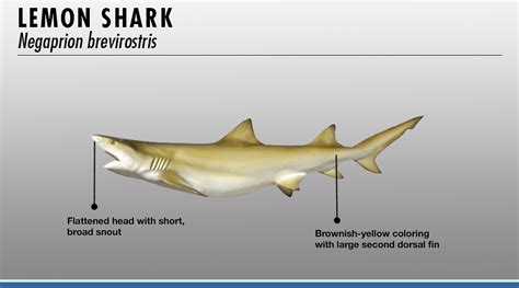 Shark Identifier