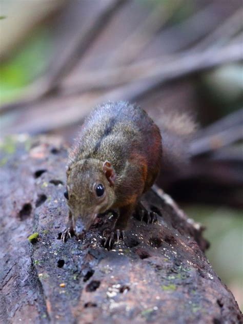 Large Treeshrew: Introduction – MAMMALS OF BORNEO