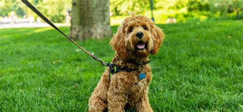 A Dog’s Guide to Central Park | Central Park Conservancy