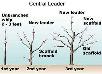 Apple Tree Pruning When How Make sure prune at correct times