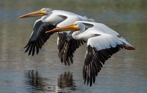 In tandem: White American pelicans flying down river - photo by Robert ...