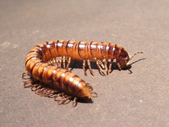 Myriapods - Invertebrates.