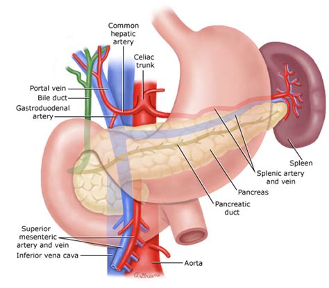 Spleen Surgery — Sunnybank Surgical Group | Brisbane General Surgery Group