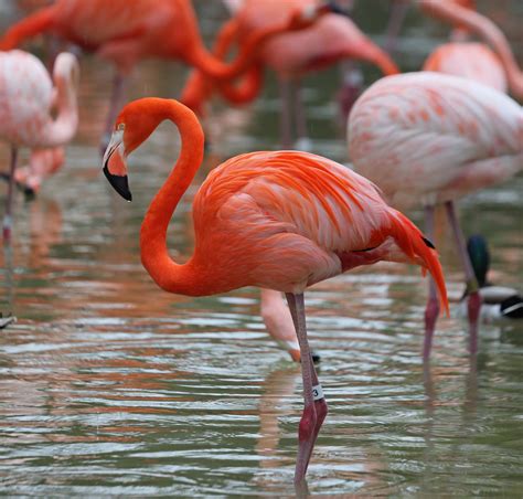 Pictures and information on American Flamingo | Flamingo, Most ...