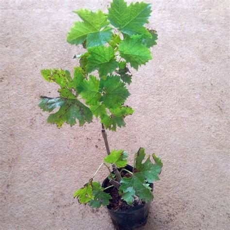 Black Grapes Plant at Best Price in Jaipur - ID: 6674768 | Krishna ...