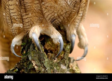 European eagle owl (Bubo bubo), feet with claws, talons Stock Photo - Alamy