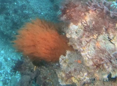 Hydrozoans on October 23, 2020 at 11:36 AM by prlsouthtaranaki. photos are snips off Video ...