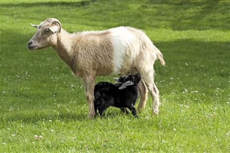 Mother Goat Feeding Baby Goats with Milk Stock Image - Image of meadow ...