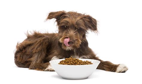 Grain-free dog food misconceptions, dangers, benefits