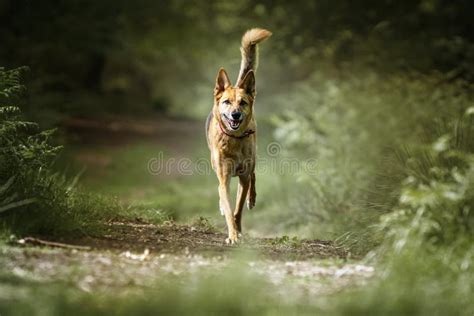 German Shepherd Saluki Cross Walking Towards the Camera with a Foxy ...