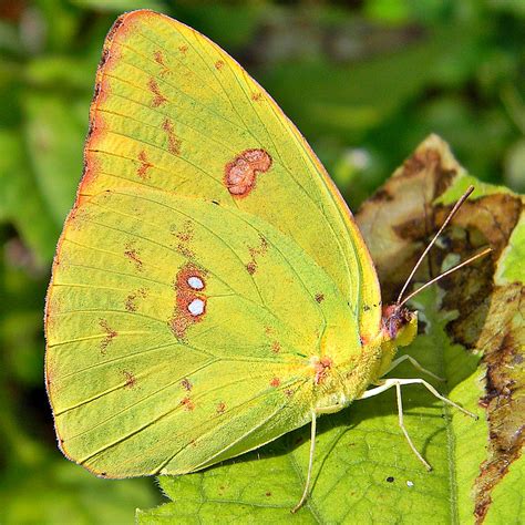 Cloudless Sulphur (Butterflies of Central Texas) · iNaturalist.org