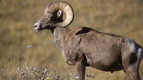 A Guide to Hunting Dall Sheep | MeatEater Hunting