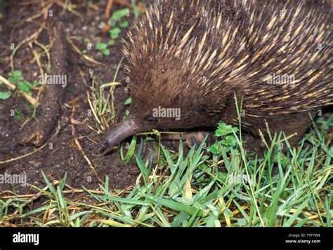 1048328 ECHIDNA or Spiney Anteater aUSTRALIA Stock Photo - Alamy