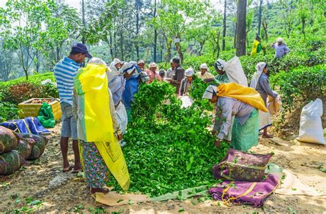 Tea plantation workers editorial photography. Image of agriculture - 104317302