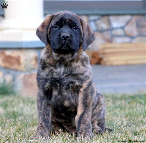 Bullmastiff Puppies For Sale | Greenfield Puppies