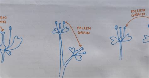 PrepBiology: REPRODUCTION in ANGIOSPERMS - POLLINATION